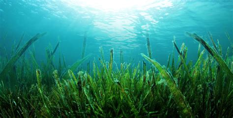 The Surprising Uses of Ocean Beach Seaweed
